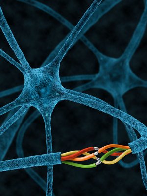 Injured axons of the nematode C. elegans and other invertebrate species are able to rejoin with their separated segments, preventing degeneration and restoring the original axonal tract in a process known as axonal fusion. Credit: Nick Valmas